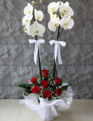 Güllü Arajmanlı Orkide İki Dallı